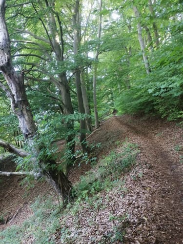 In den Wald am Scheibenberg