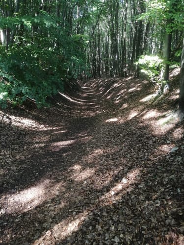 In den Wald am Scheibenberg