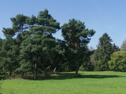 In den Wald am Scheibenberg