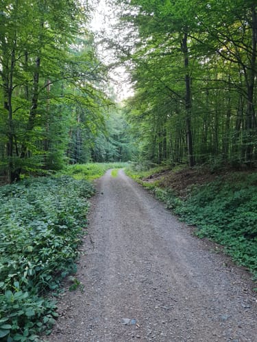 Hörstein - Hörsteiner Abtsberg