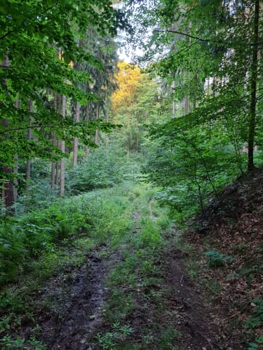 Hörstein - Hörsteiner Abtsberg