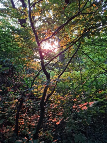 Hörstein - Hörsteiner Abtsberg