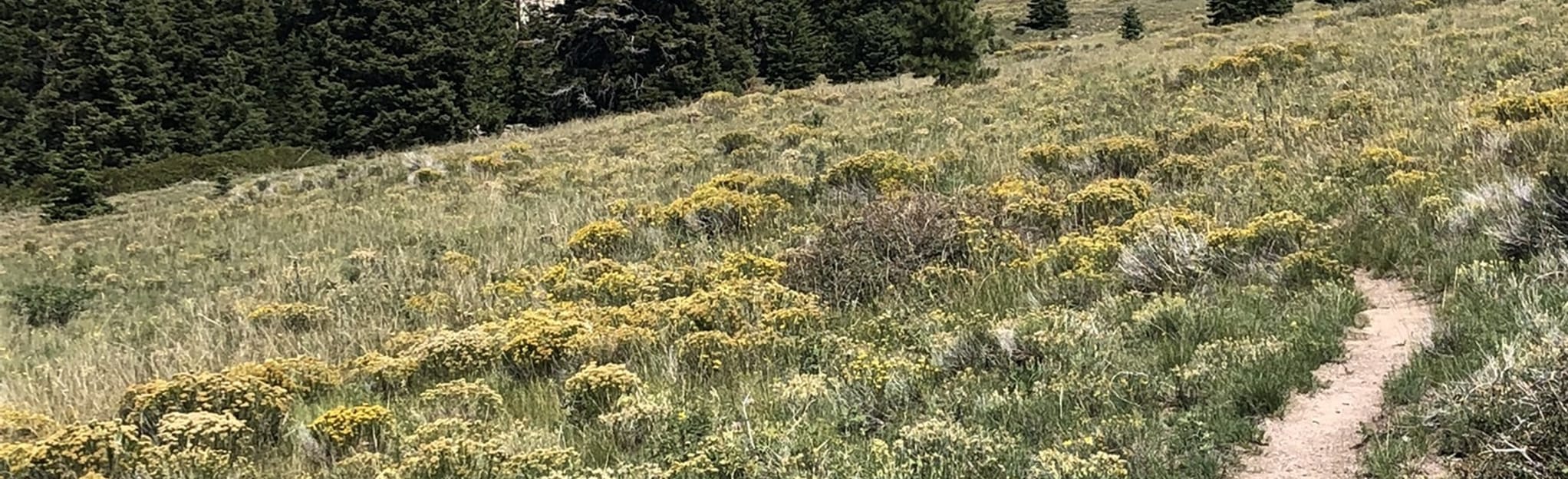 Rattlesnake Creek Trail 86 Reviews, Map Utah AllTrails