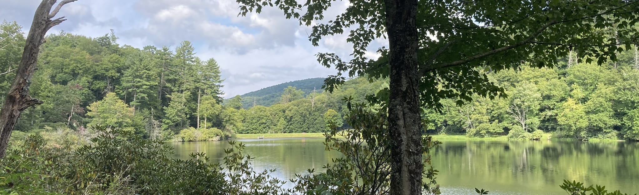 Trout Lake Loop Trail 310 Reviews, Map North Carolina AllTrails