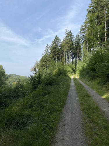 Rundwanderweg Wald-Michelbach Kreidacher Höhe 4: Kreidacher-Weg