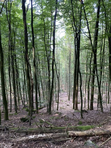 Rundstrecke Wald-Michelbach