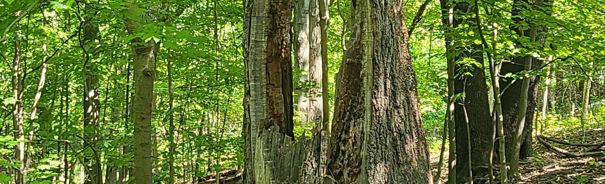 Rainbow Garden Trail Loop, Pennsylvania 34 Reviews, Map AllTrails