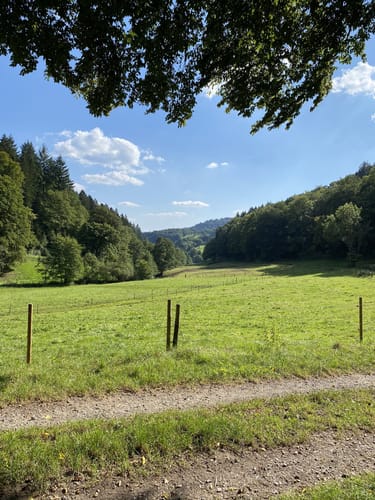 Rundwanderweg Heiligkreuzsteinach Rehdelle 1: Ringeshof-Weg