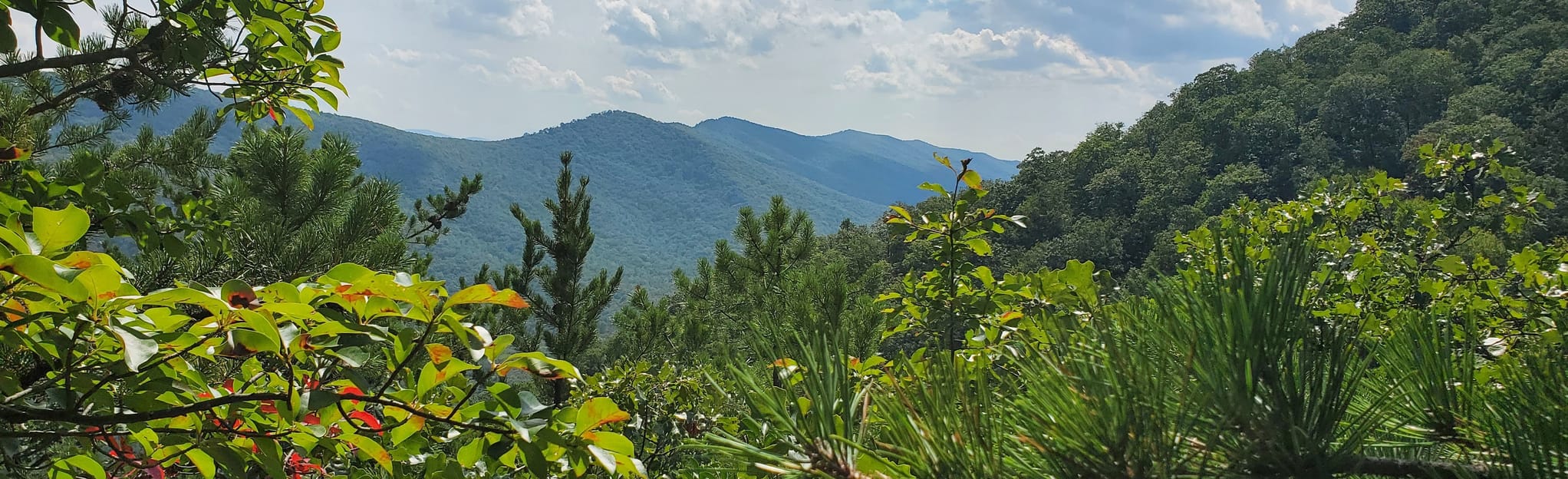 Signal Knob Loop Trail, Virginia 865 Reviews, Map AllTrails