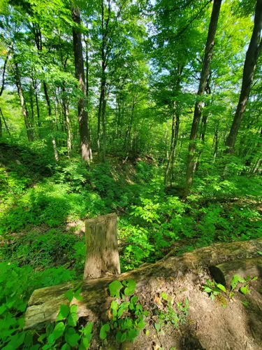 Best Hikes and Trails in Stoney Creek