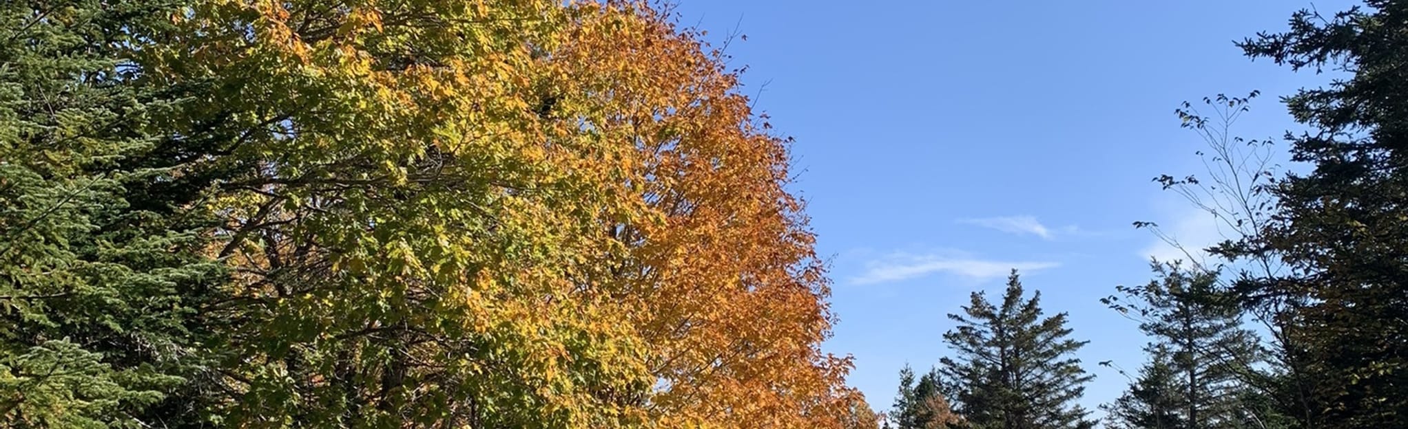 Ursa Major Trail, New Brunswick, Canada 8 Reviews, Map AllTrails