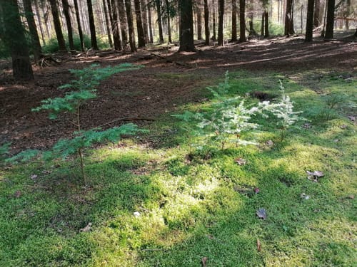 Bullowsee - Felschen-See