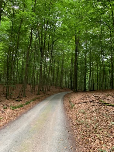 Mühlenbachtal und Hahnheide ab Trittau