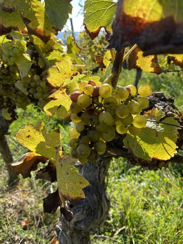 Rund um den Weinlehrpfad Edelberg