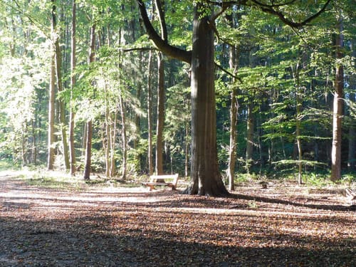 Kleine Runde im Salemer Moor