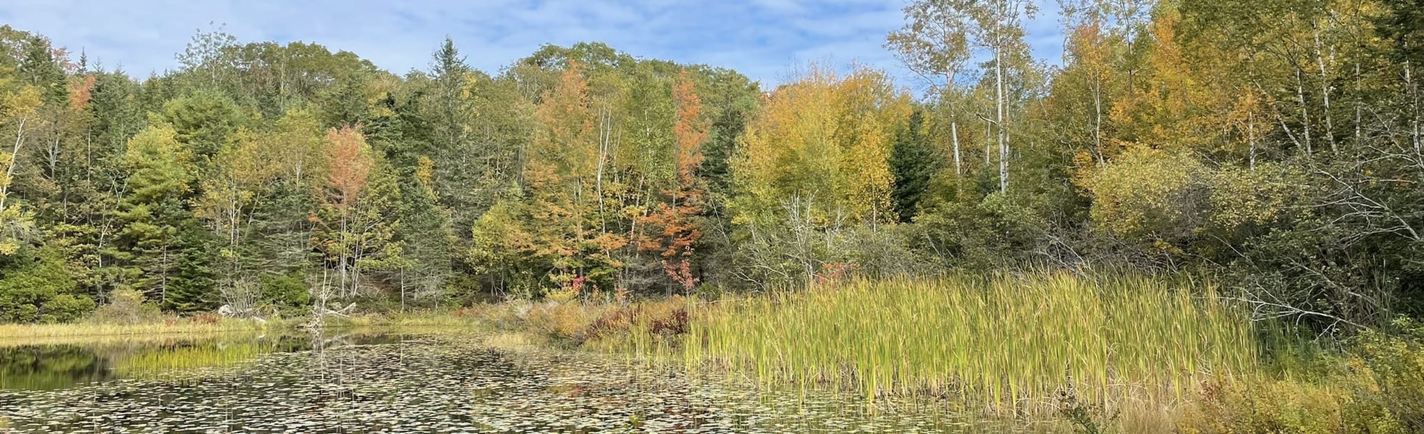 Pine Tree Preserve Loop 46 Reviews, Map Maine AllTrails