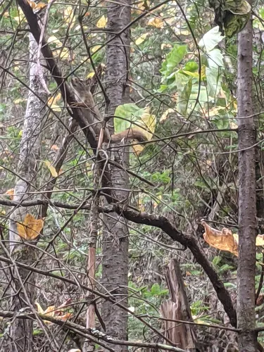 Best Hikes and Trails in Centre de ski MontBélu AllTrails