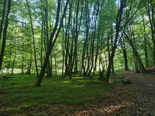 Altengamme - Escheburg - Friedrichsruh