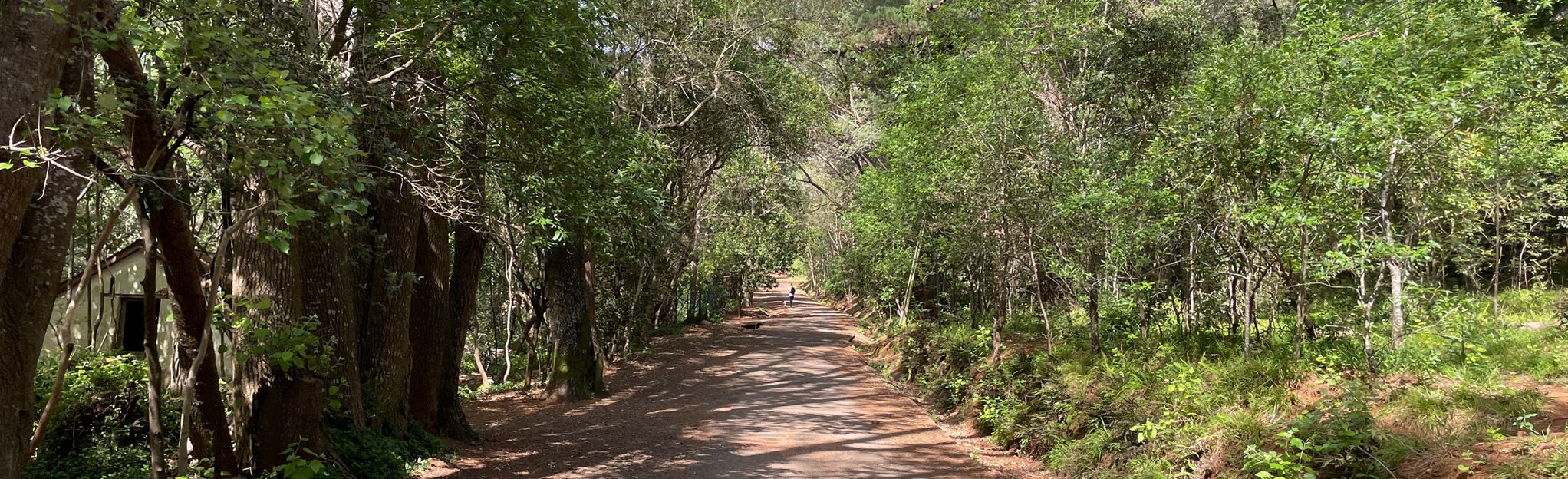 AllTrails | Newlands Forest Loop: 126 Reviews, Map - Western Cape ...