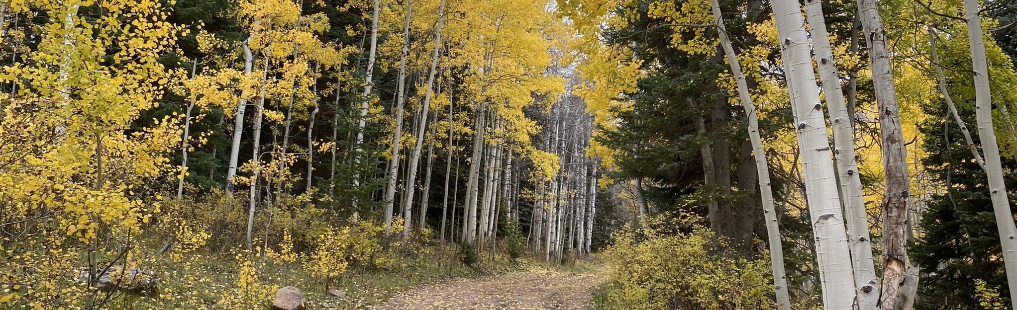 Sunshine Snowshoeing Trail Colorado AllTrails