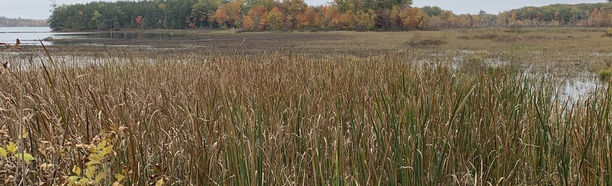 Gould Landing Trail Map, Guide Maine AllTrails