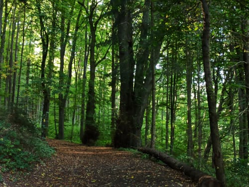 Thalmässing 4 : Premiumwanderweg Jurakante