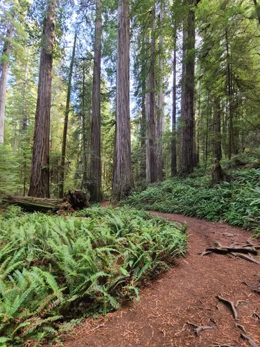 Jedediah smith redwoods state hotsell park hikes