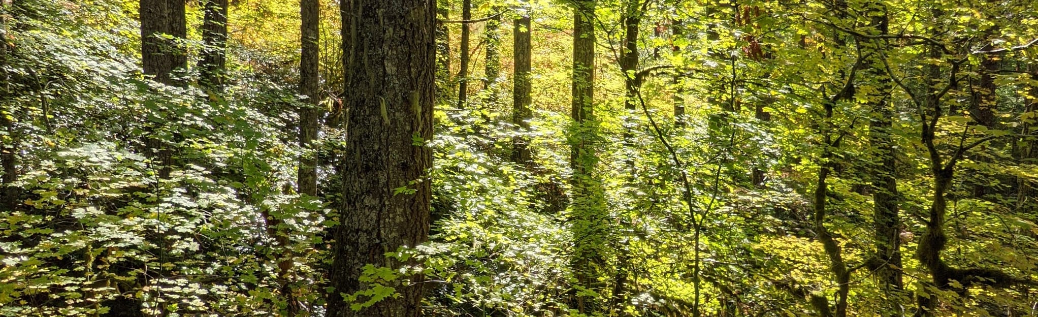 High Log Trail 6 Reviews, Map Washington AllTrails