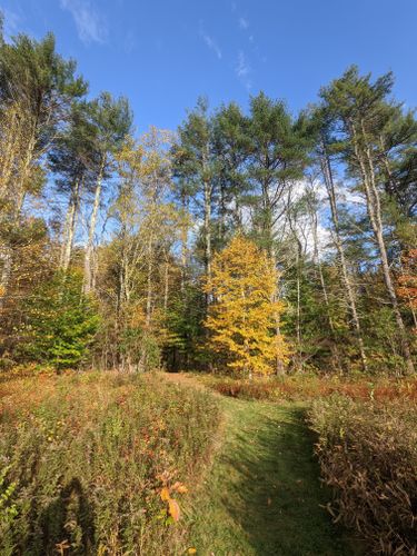 brooks woodland preserve