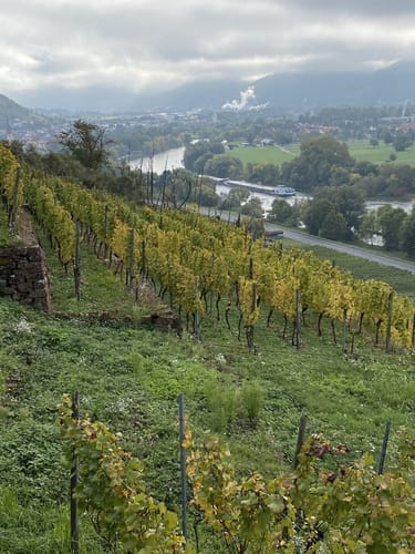 Fränkischer Rotwein Wanderweg Etappe 5: Klingenberg - Großheubach