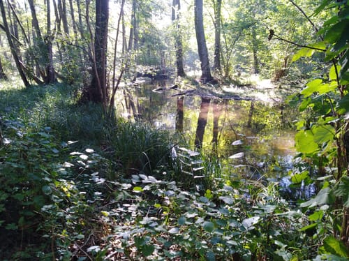 Märkischer Landweg Etappe 2: Schreibermühle -Lychen