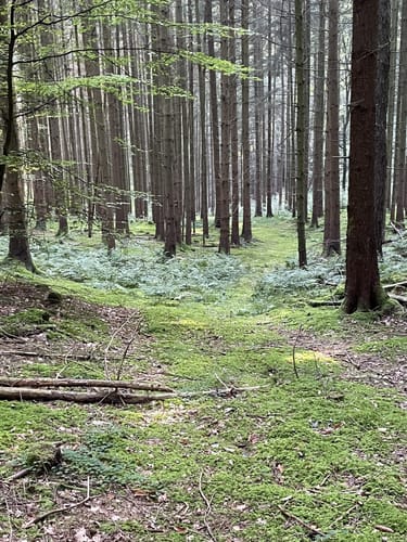 Tandern - Schiltberg