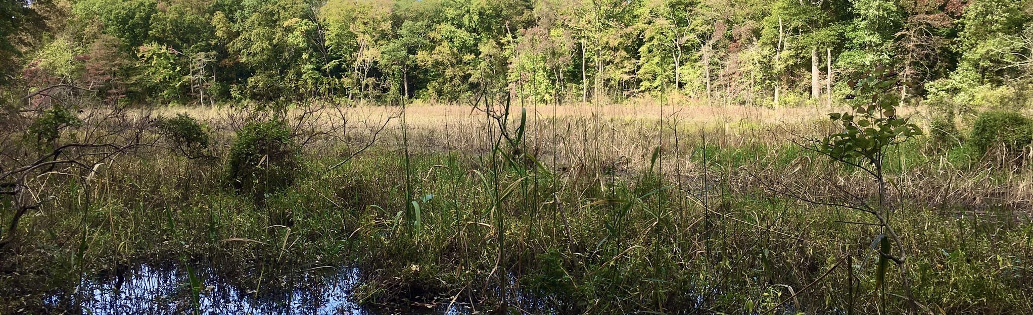 Franklin Mill Creek Park Trail: 162 Reviews, Map - New Jersey  AllTrails