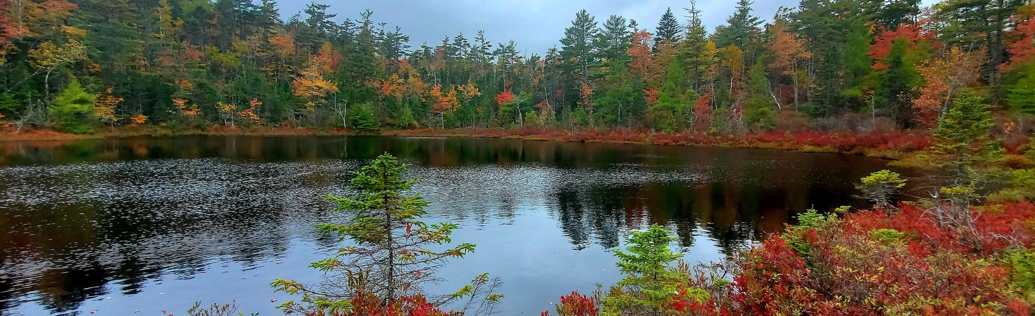 AllTrails Salmon River Loop via Spriggs Brook Trail 55 Reviews, Map