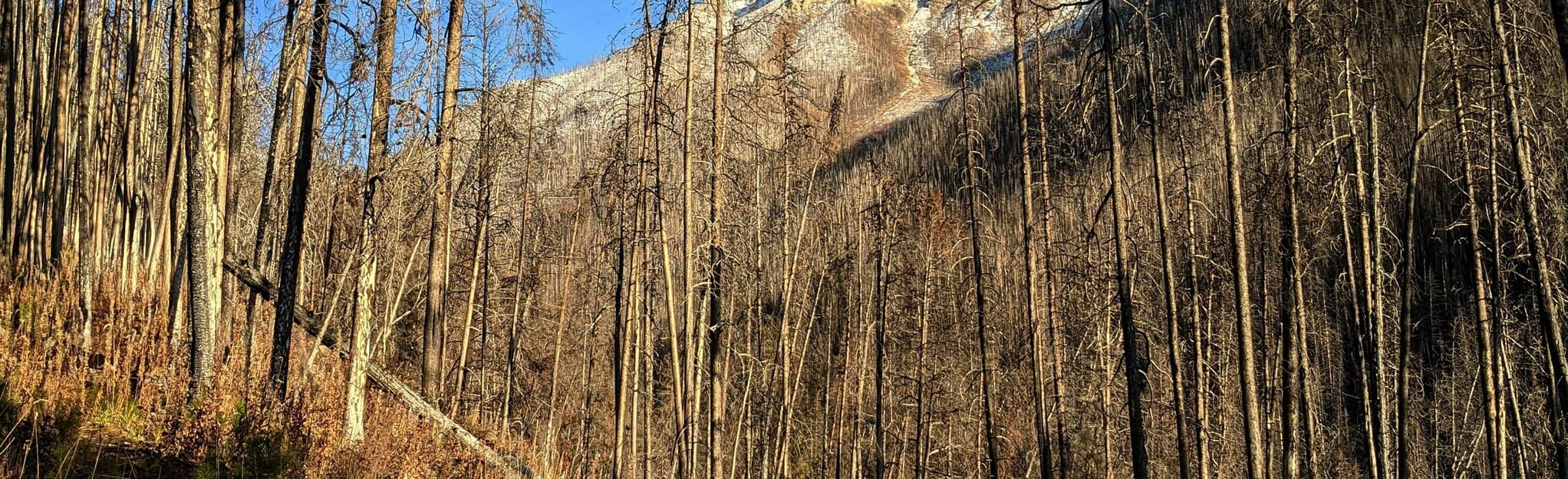 Surprise Creek Cabin to Rock Lake - EyJidWNrZXQiOiJhc3NldHMuYWxsdHJhaWxzLmNvbSIsImtleSI6InVwbG9hZHMvcGhvdG8vaW1hZ2UvNDE3NTI2ODYvMjNkZjg3N2E0M2JjZmUyODU0YjMyZjhjZjY4ODhhMTguanBnIiwiZWRpdHMiOnsidG9Gb3JtYXQiOiJqcGVnIiwicmVzaXplIjp7IndpZHRoIjoyMDQ0LCJoZWlnaHQiOjYyNCwiZml0IjoiY292ZXIifSwicm90YXRlIjpudWxsLCJqcGVnIjp7InRyZWxsaXNRdWFudGlzYXRpb24iOnRydWUsIm92ZXJzaG9vdERlcmluZ2luZyI6dHJ1ZSwib3B0aW1pc2VTY2FucyI6dHJ1ZSwicXVhbnRpc2F0aW9uVGFibGUiOjN9fX0=