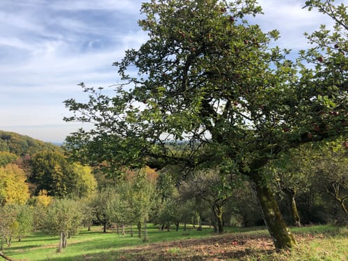 Wehinger Viezpfad (Traumschleife)