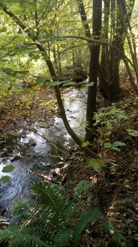 Schilfteich - ­Lützeltal­ - Küchwald