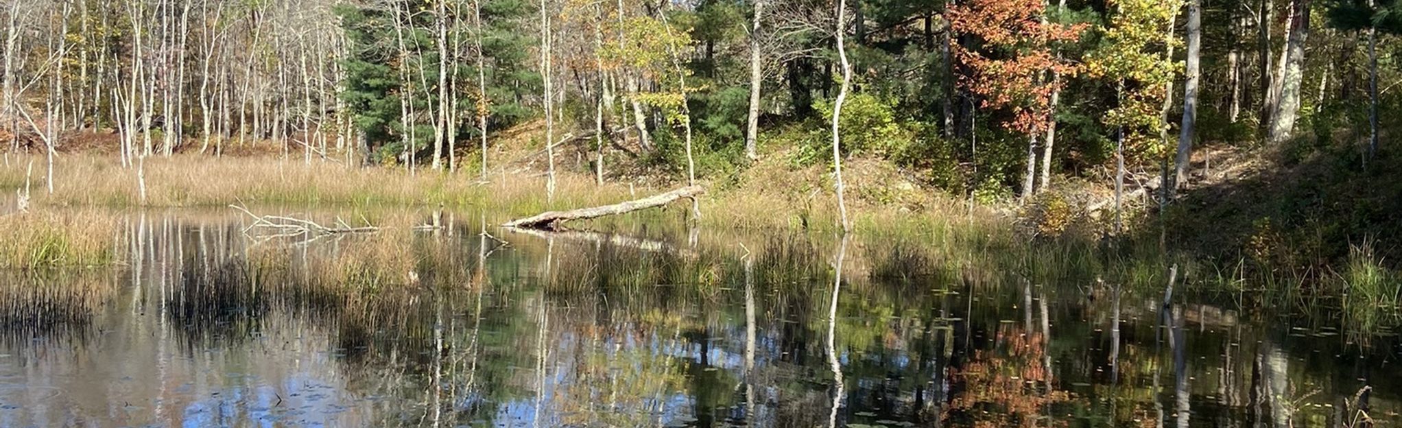 Walden Preserve Trail: 611 Reviews, Map - Connecticut | AllTrails