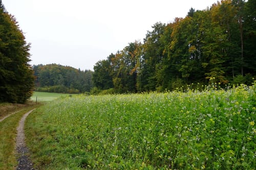 Rundwanderweg Gößweinstein Förstelstein