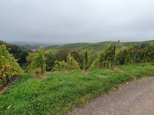 Ortenauer Weinpfad Etappe 5: Oberkirch - Zell-Weierbach