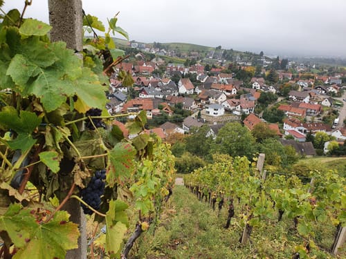 Ortenauer Weinpfad Etappe 6: Zell-Weierbach - Gengenbach