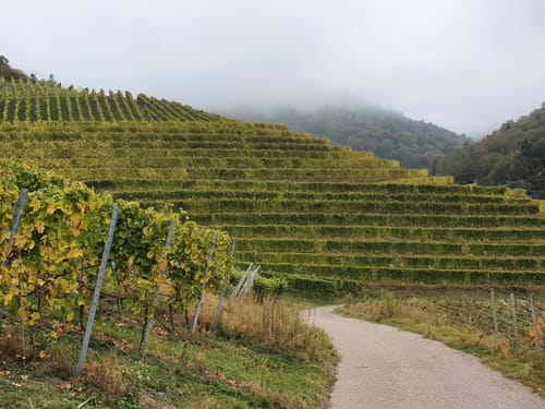 Ortenauer Weinpfad Etappe 6: Zell-Weierbach - Gengenbach