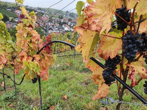 Ortenauer Weinpfad Etappe 6: Zell-Weierbach - Gengenbach