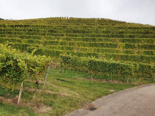 Ortenauer Weinpfad Etappe 6: Zell-Weierbach - Gengenbach