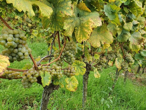 Ortenauer Weinpfad Etappe 6: Zell-Weierbach - Gengenbach