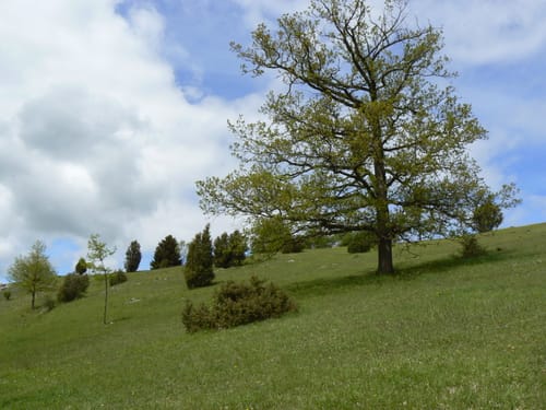 Lonetal-Wanderweg Etappe 5 (Erweiterung): Heldenfingen - Amstetten