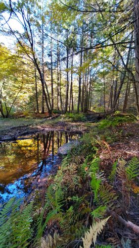 Best Hikes and Trails in Little River Conservation Area | AllTrails