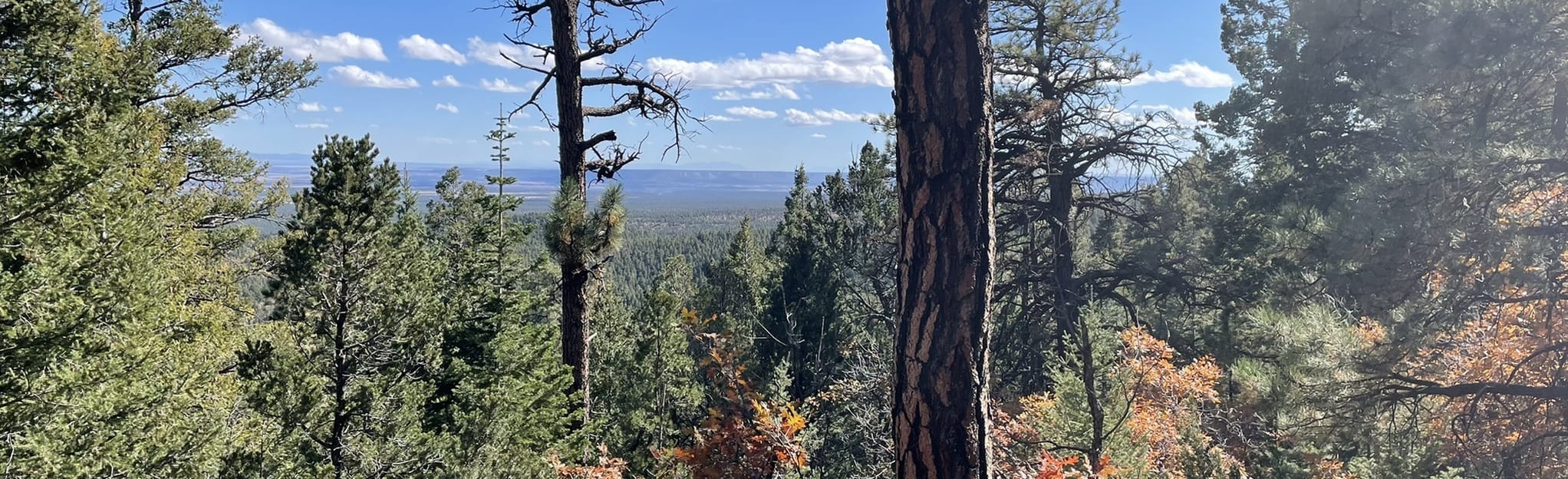 Spruce Spring Trail to Red Canyon Trail Loop, New Mexico 200 Reviews