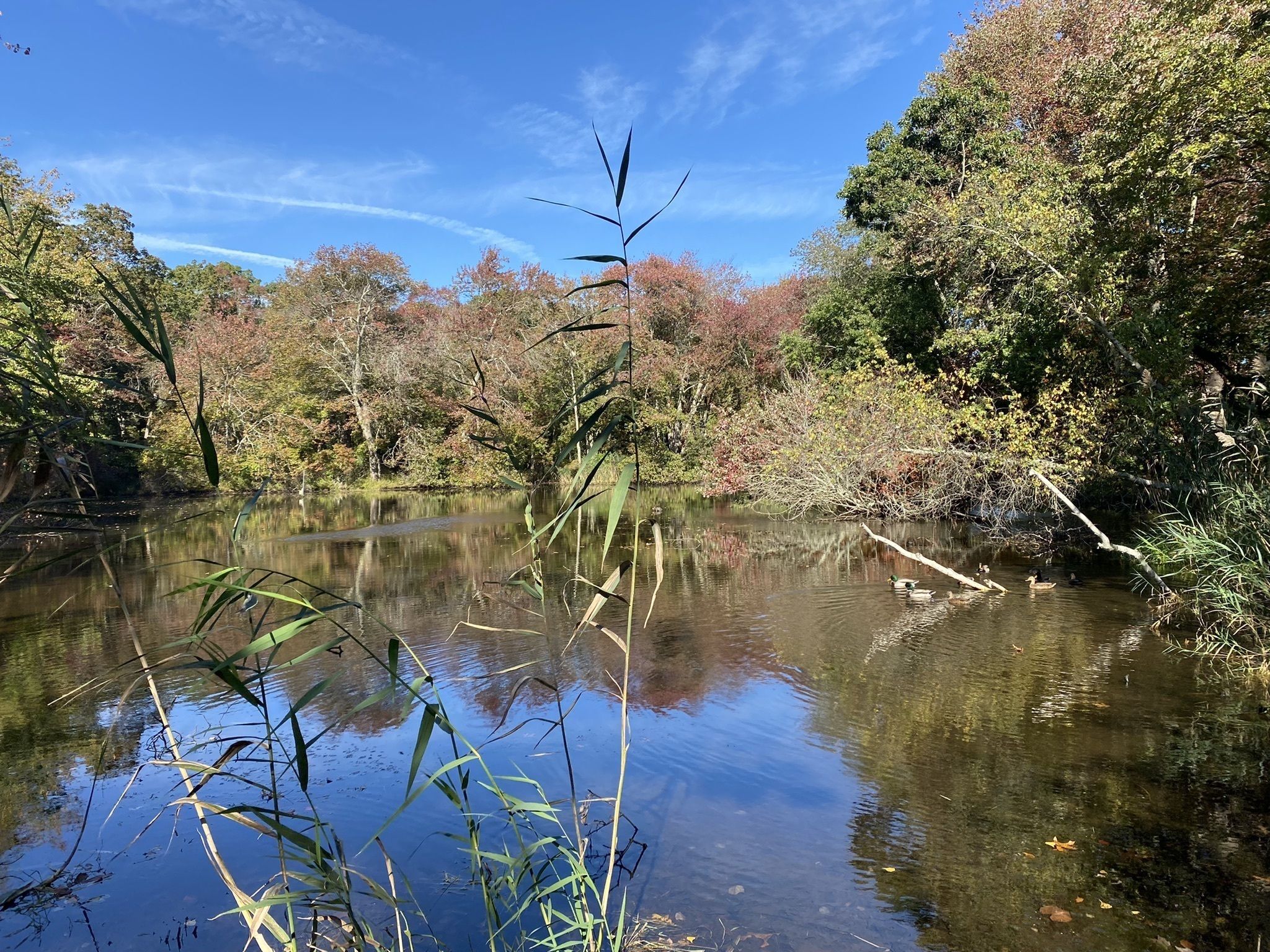 Photos of East Islip, New York trails | AllTrails