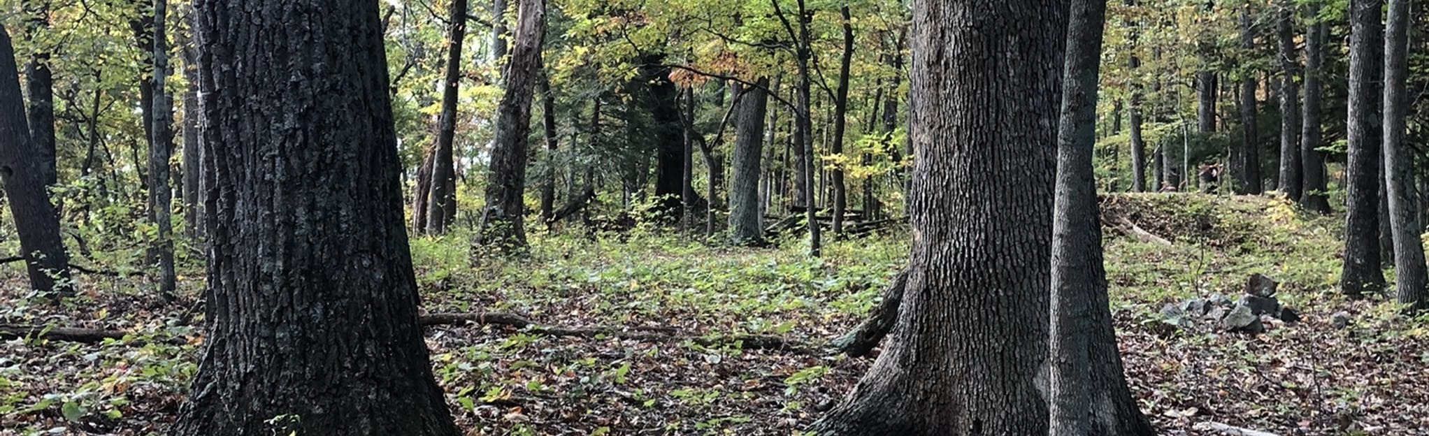 Fort Mill Ridge Wildlife Management Area | Map, Guide - West Virginia ...